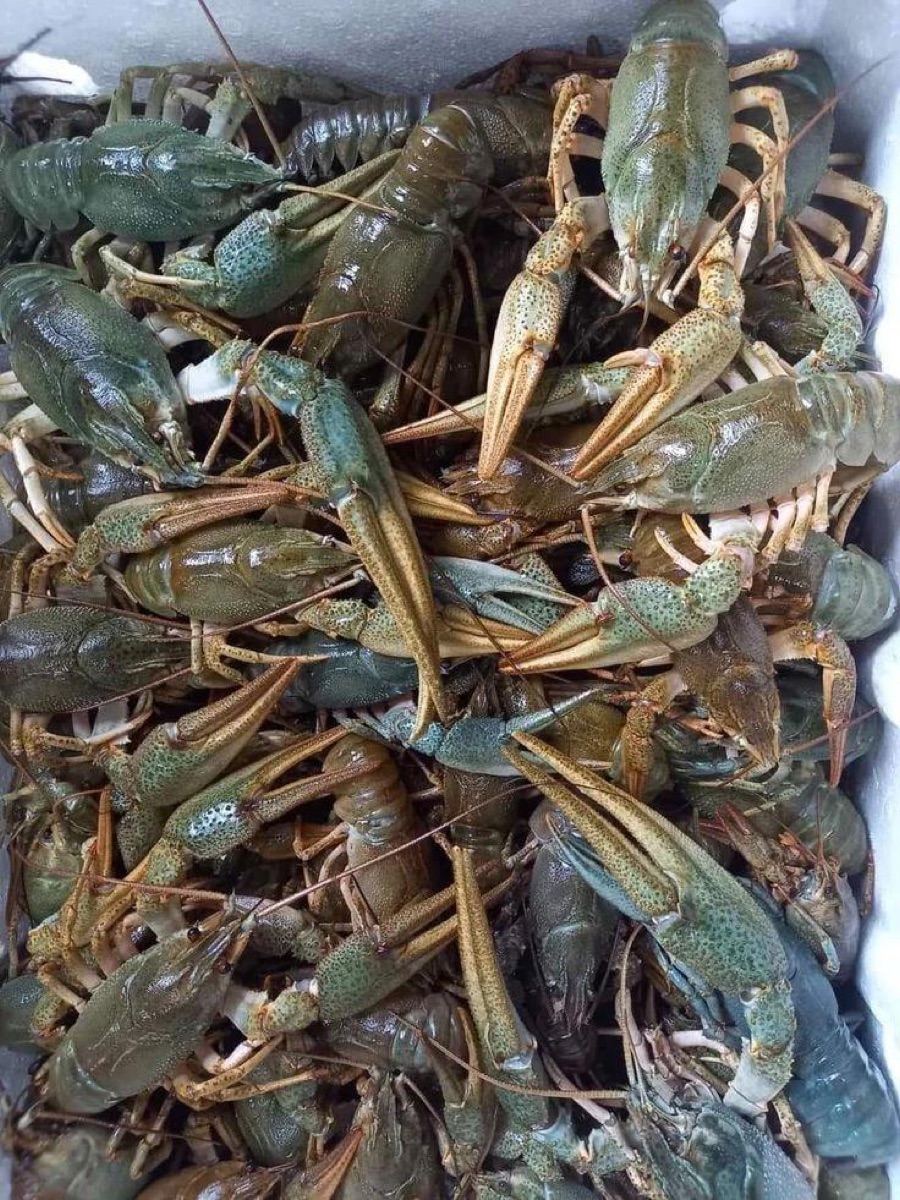 Живые раки — свежая поставка